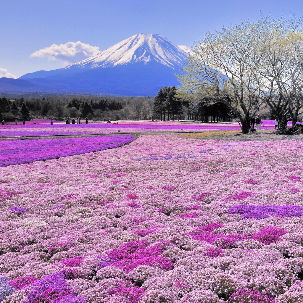 Красивые поля цветов на фоне вулкана Фудзияма, Япония