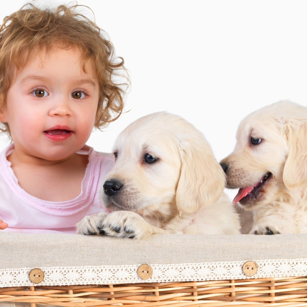 Маленькая девочка с щенками золотистого ретривера в корзине