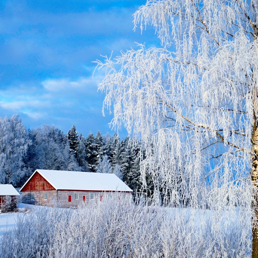 Красивые покрытые белым инеем деревья на фоне голубого неба зимой