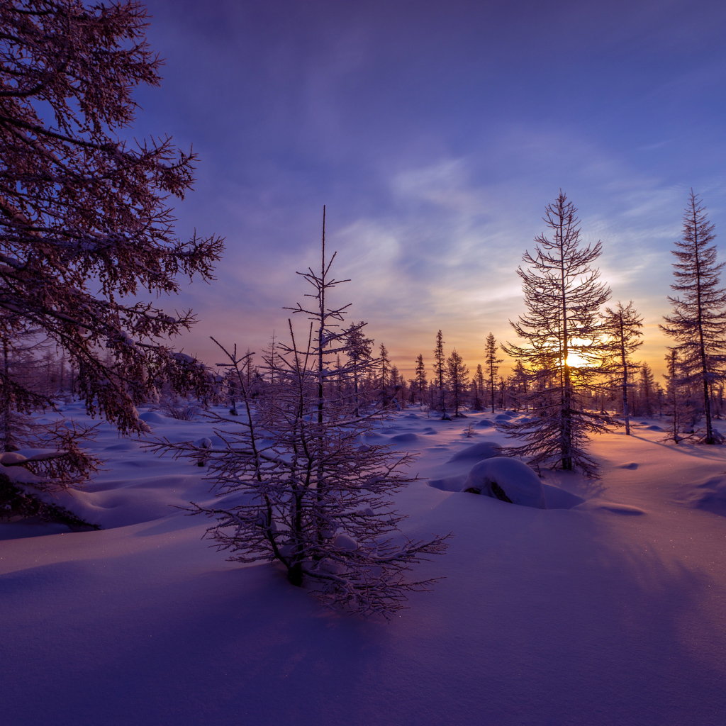 Покрытые снегом если на закате солнца под голубым небом зимой