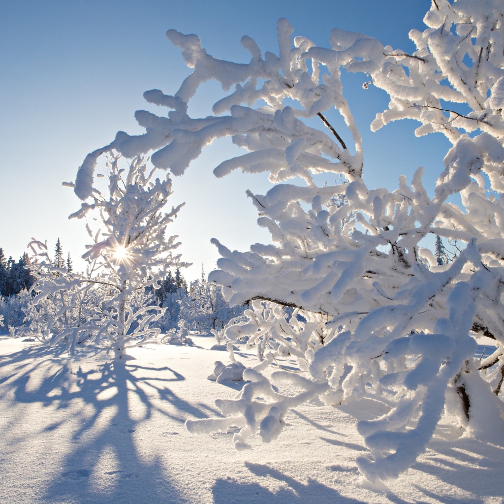 Покрытые инеем деревья в лучах солнца зимой