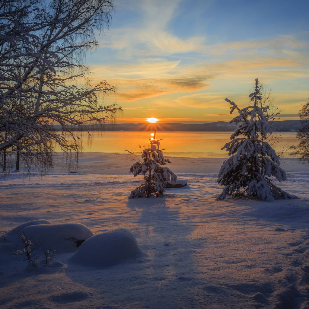 Sunset on the background of snow-covered trees in winter