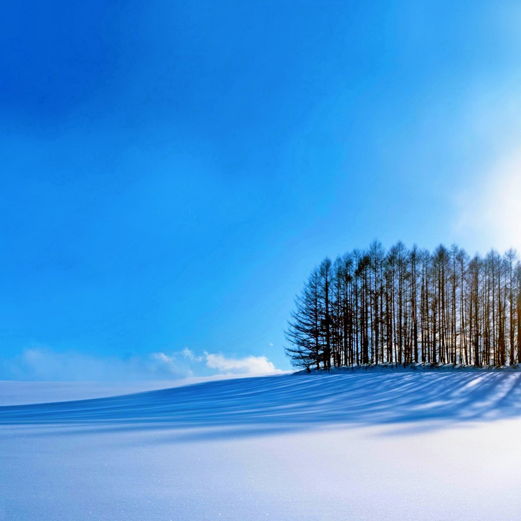 Тень от деревьев падает на ровный белый снег под голубым небом