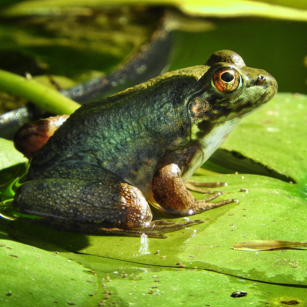 Большая зеленая жаба сидит на зеленом листе 