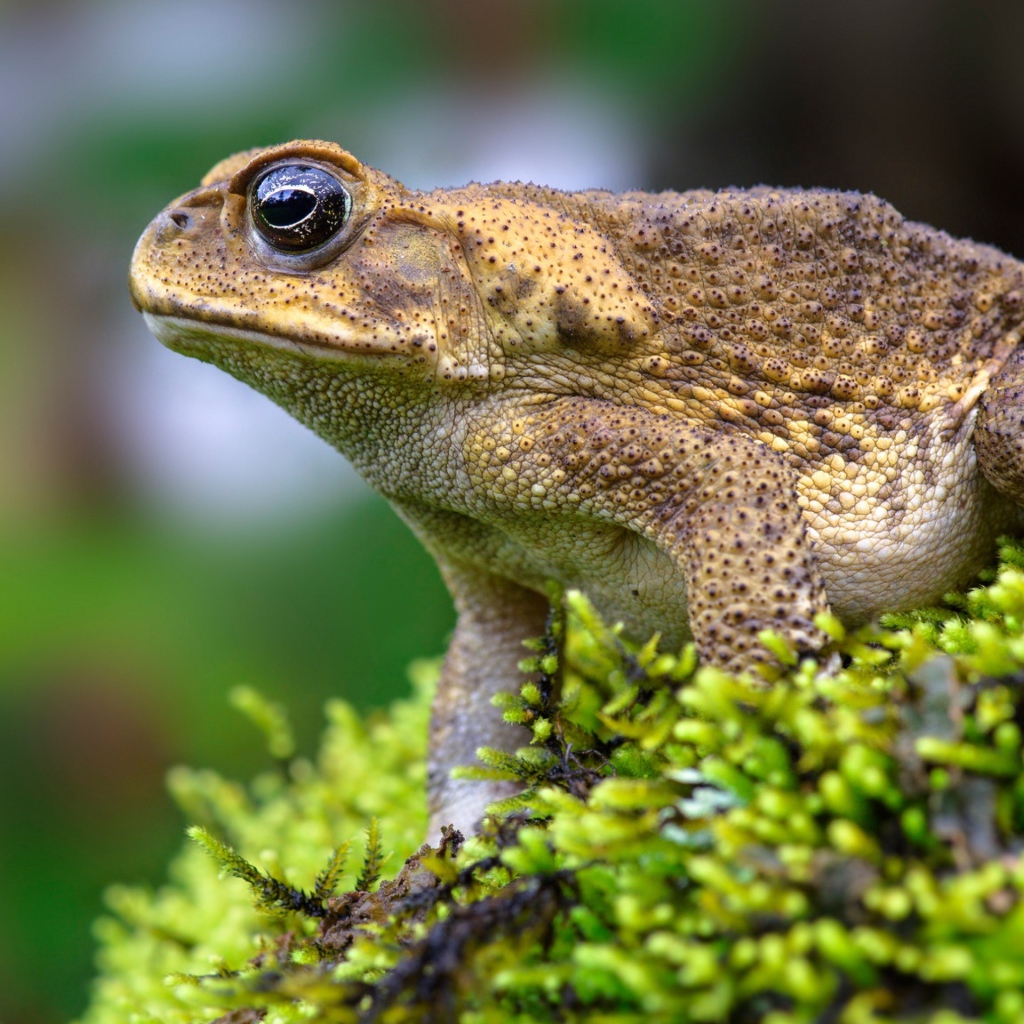 Большая жаба сидит на покрытом мхом камне