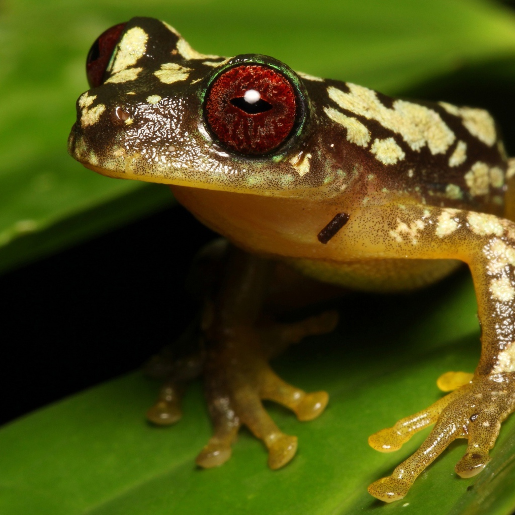 Большая лягушка с красными глазами на зеленом листе