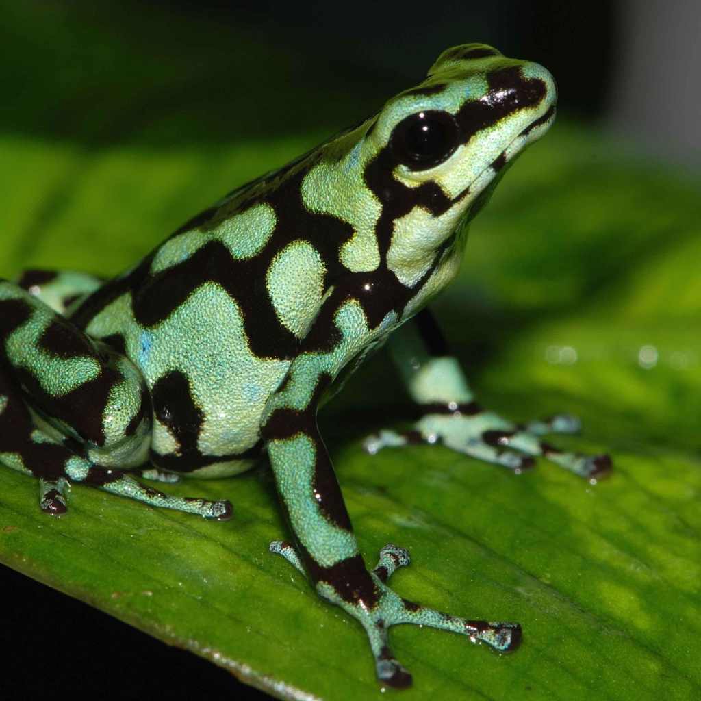 Черно зеленая ядовитая лягушка сидит на зеленом листе