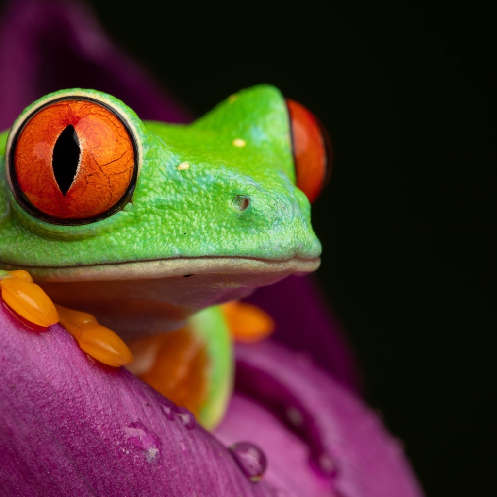 Зеленая лягушка Красноглазая Квакша на цветке