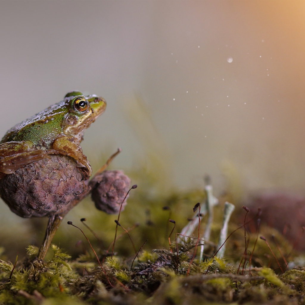 Зеленая лягушка сидит на грибе