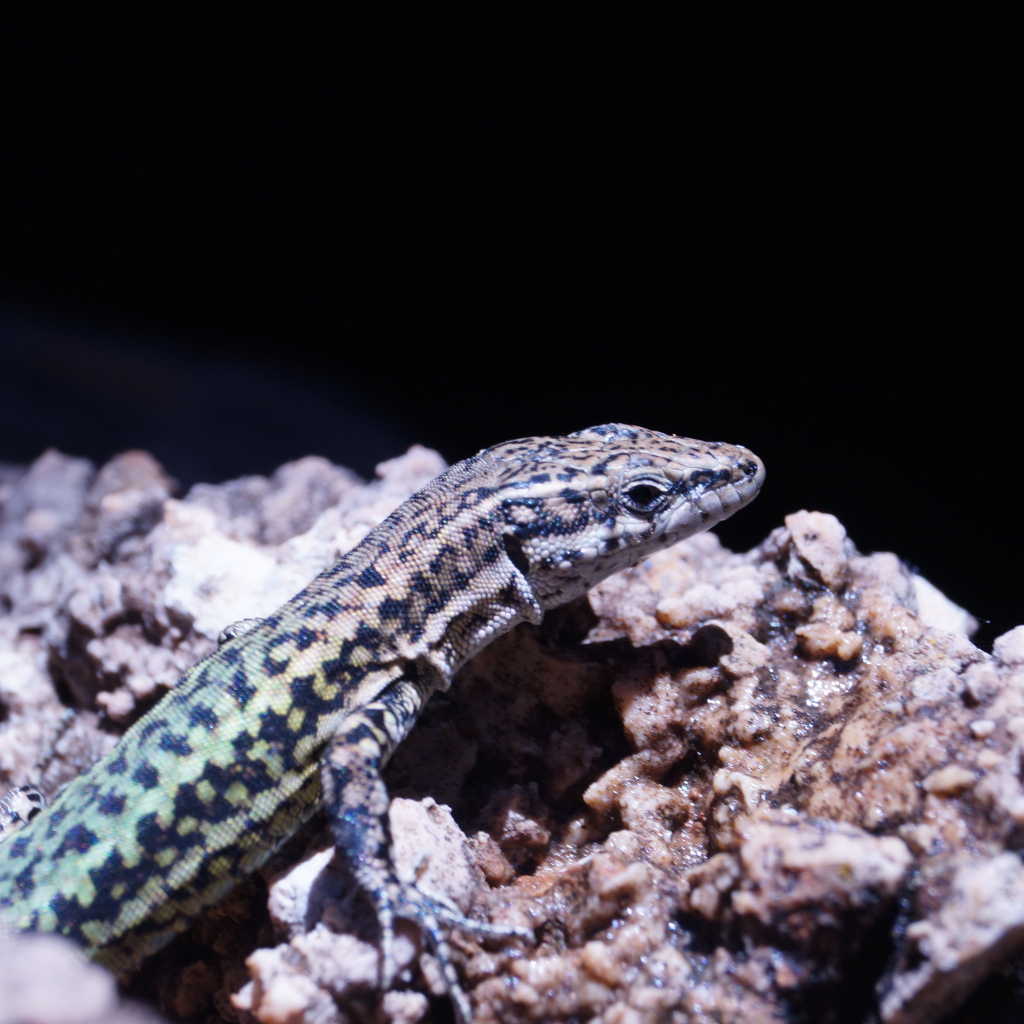 Маленькая ящерица сидит на камне 