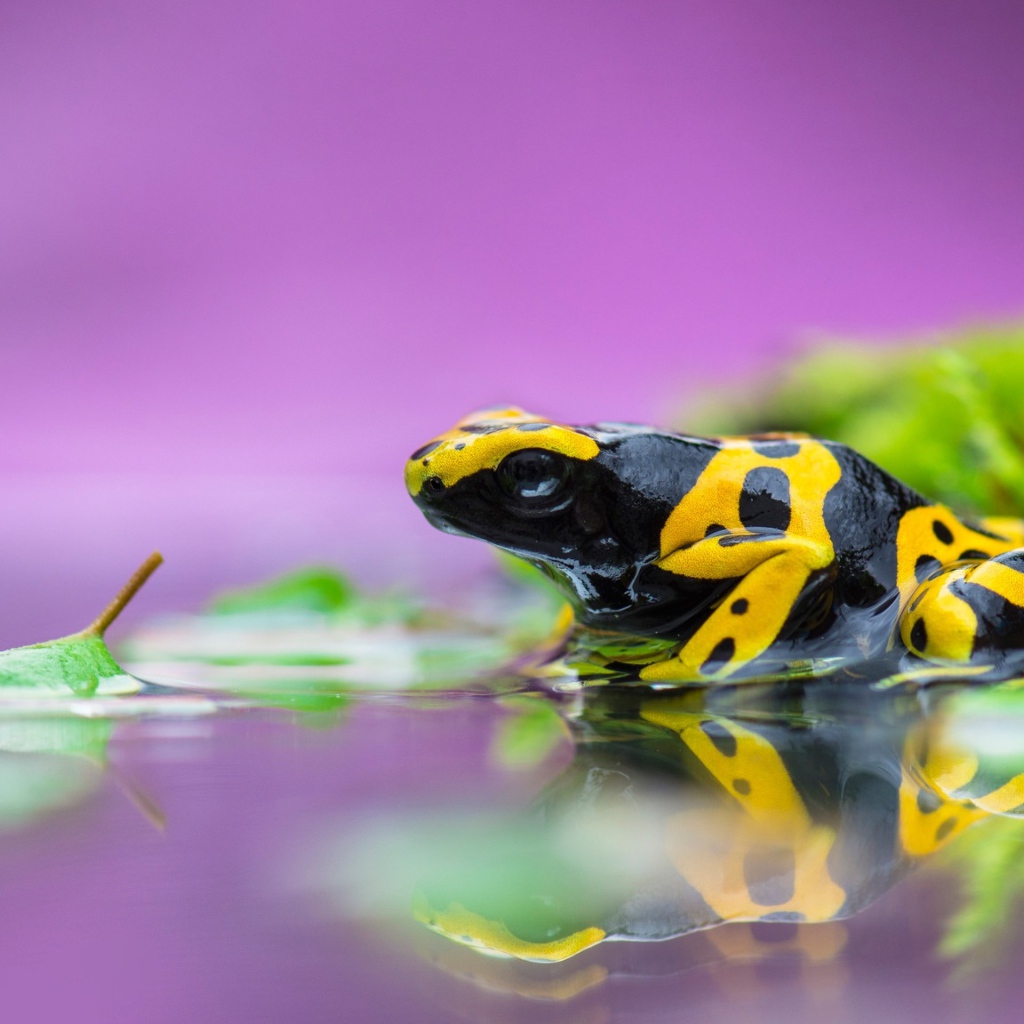 Ядовитая лягушка древолаз в воде 