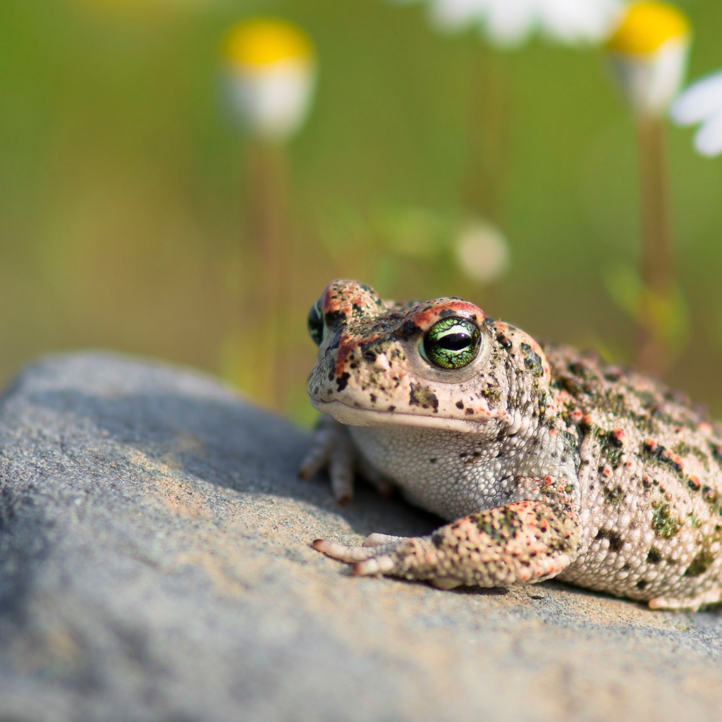 Большая жаба сидит на камне на солнце