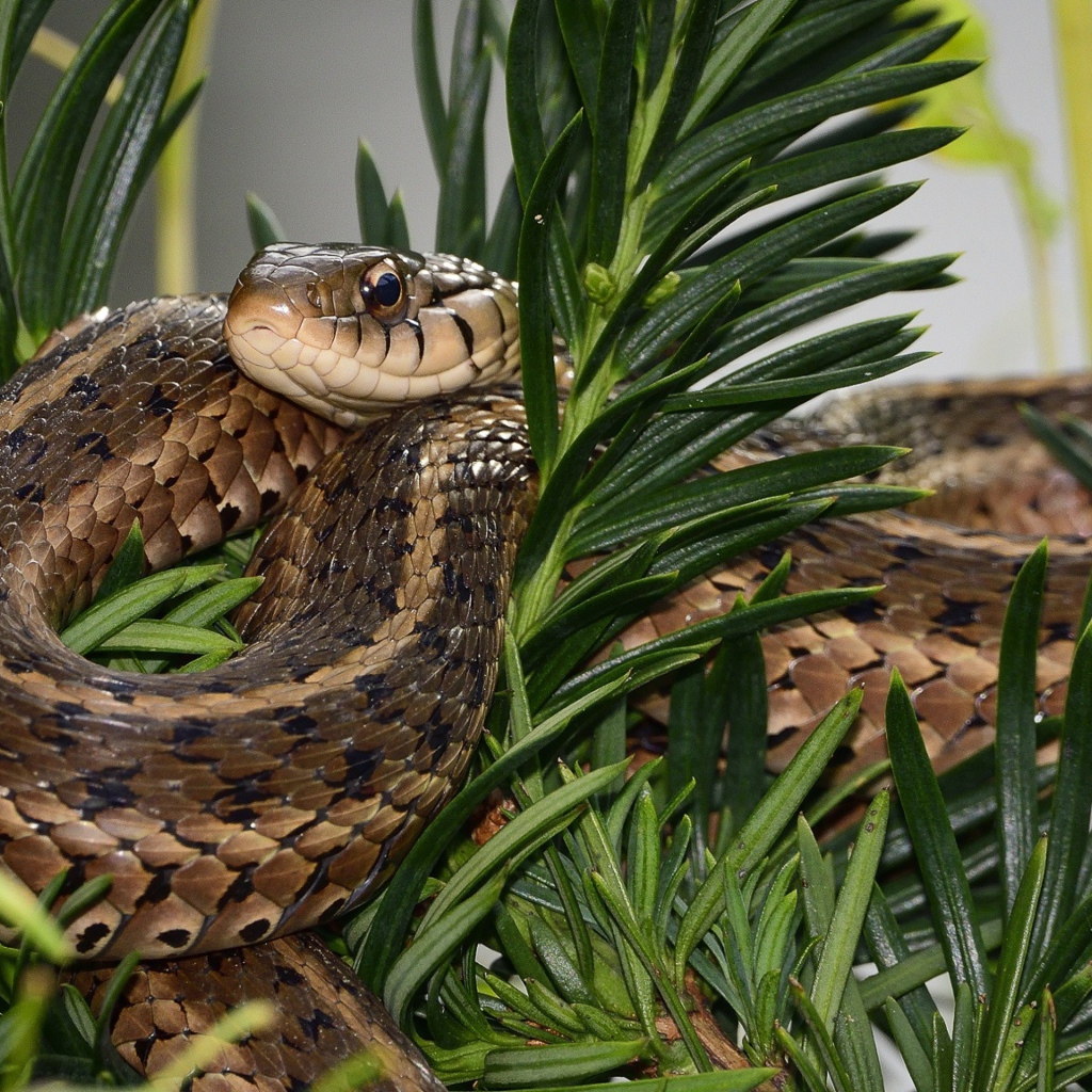 Змея сидит в зеленых ветках 