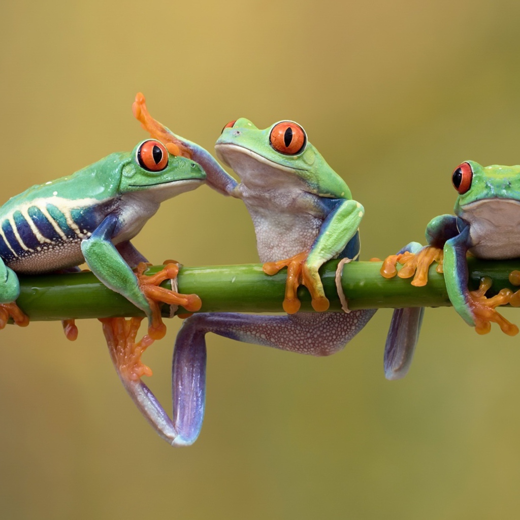 Three red-eyed tree frogs on a branch