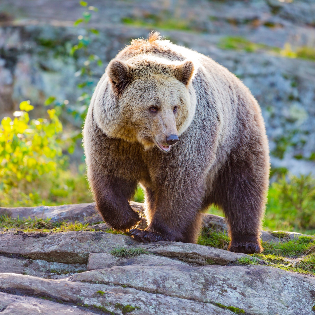 Большая бурая медведица идет по камням