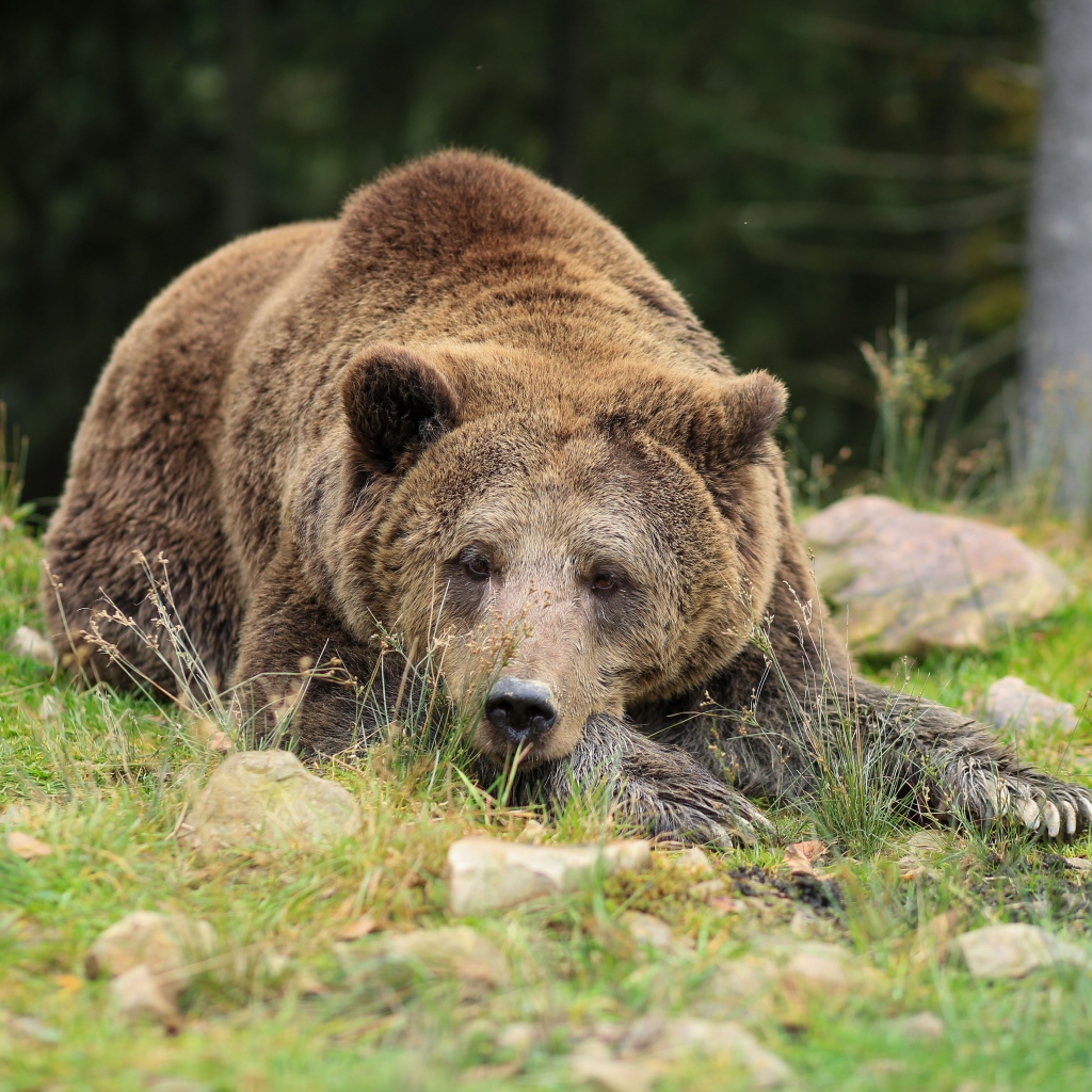 Большой бурый медведь лежит на земле с камнями