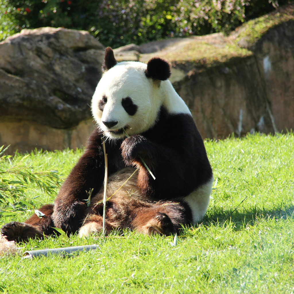 Big panda gnaws bamboo on green grass