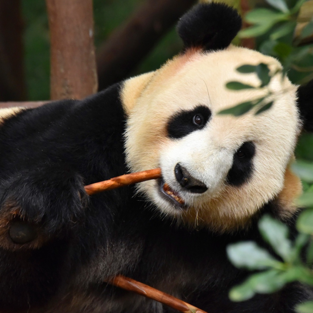 Big panda in a zoo nibbles a branch