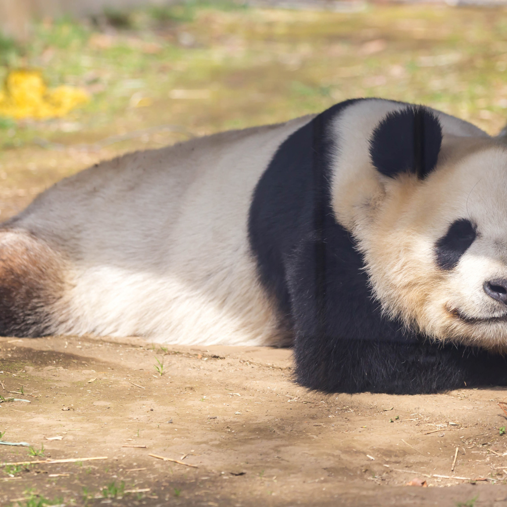 Большая панда спит в зоопарке 