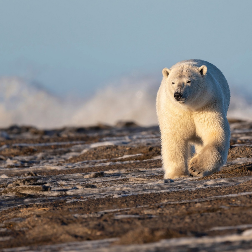 Big polar bear walking in the sand
