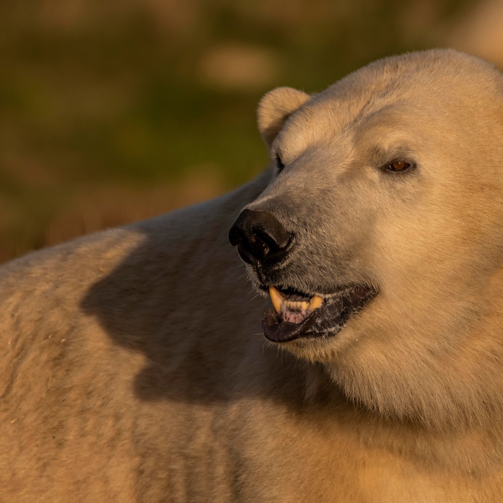 Большой белый медведь с острыми клыками
