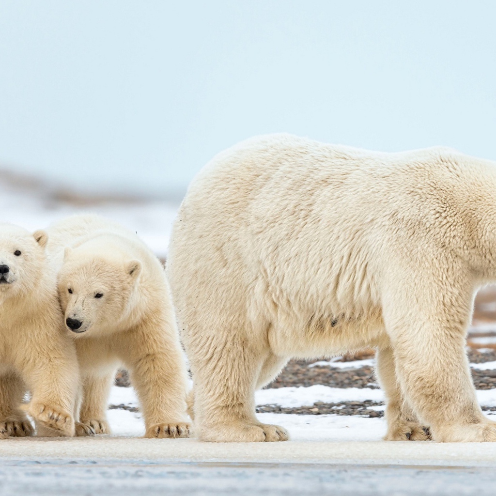 Большая белая медведица идет по снегу с маленькими медвежатами