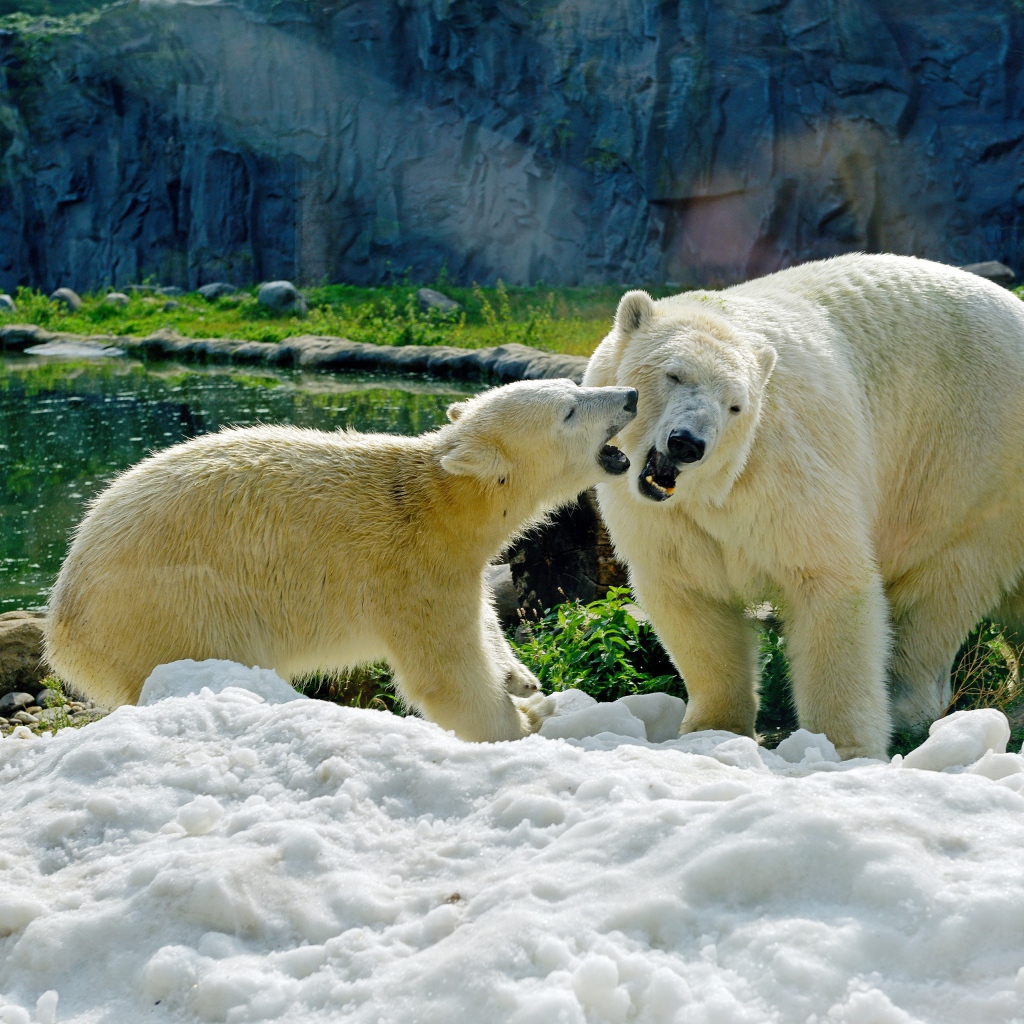 Большая белая медведица с медвежонком на снегу в зоопарке