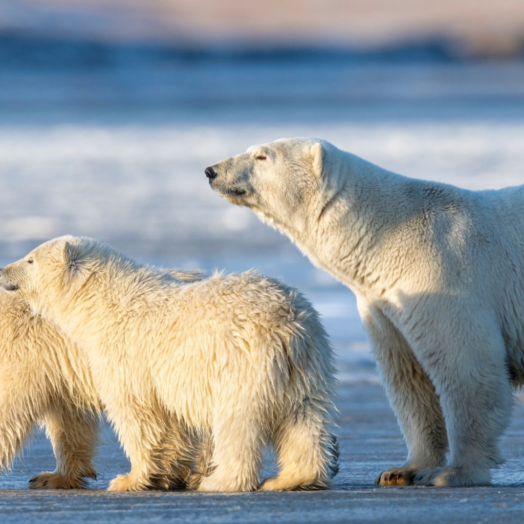 Большая белая медведица с медвежатами на снегу 