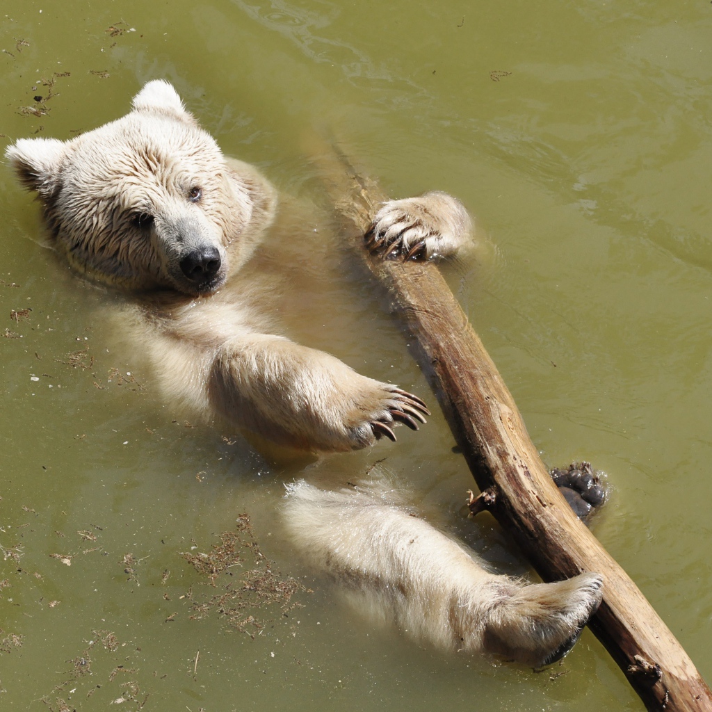 Бурый медведь плавает по реке с бревном