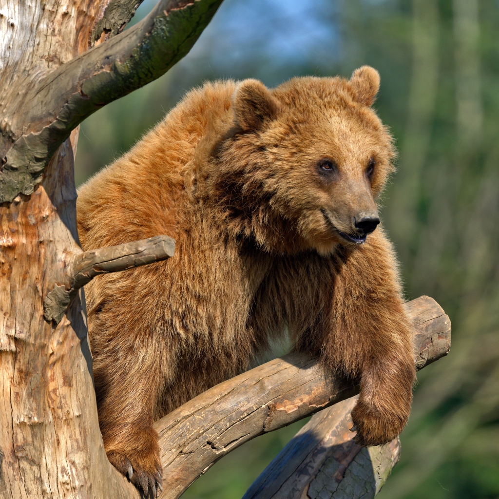 Бурый медведь сидит на сухом дереве