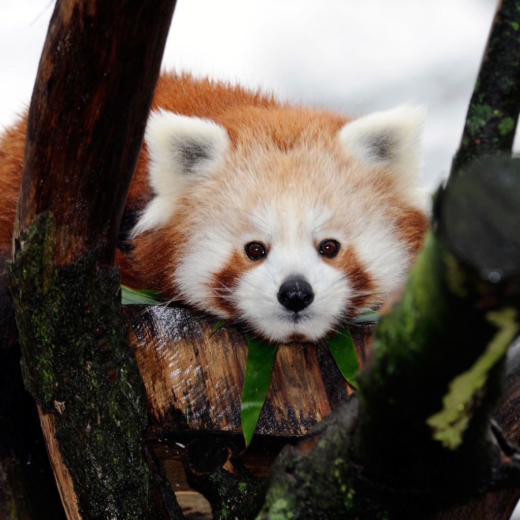 Милая малая панда лежит на дереве 