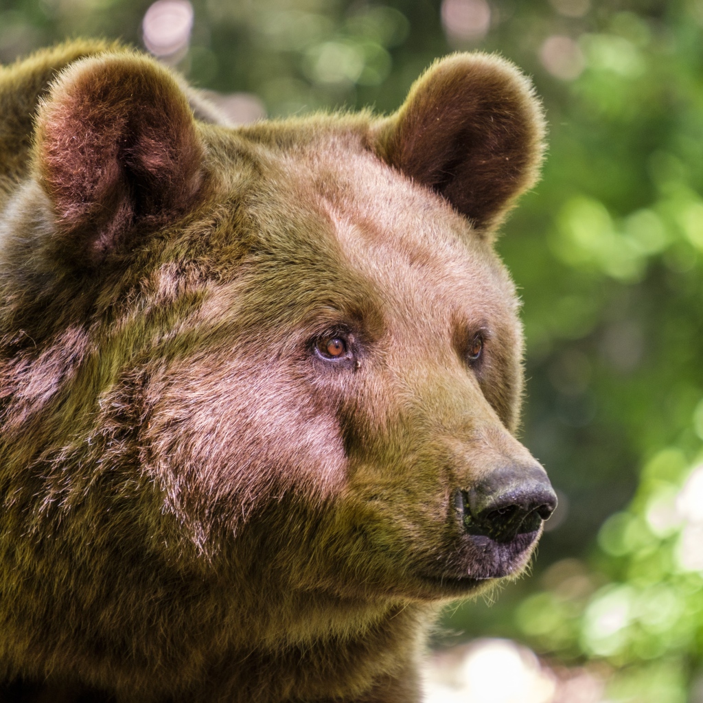Морда большого бурого медведя крупным планом