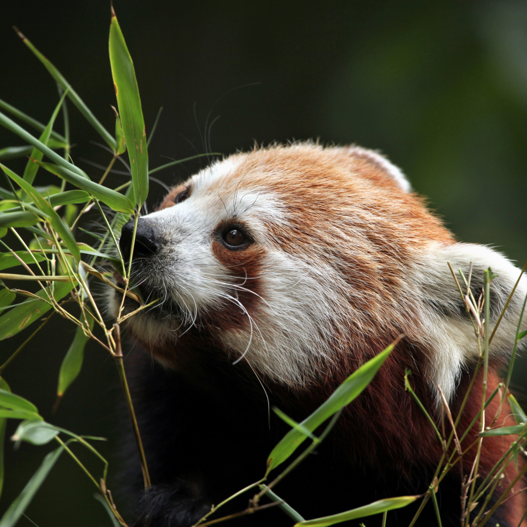 Small panda gnaws the branches of bamboo