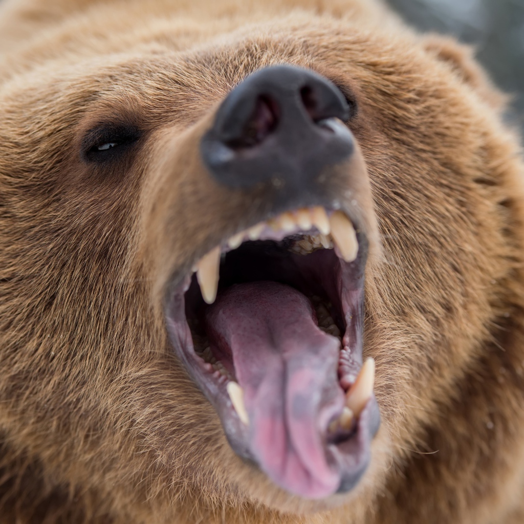 Грозный оскал бурого медведя 