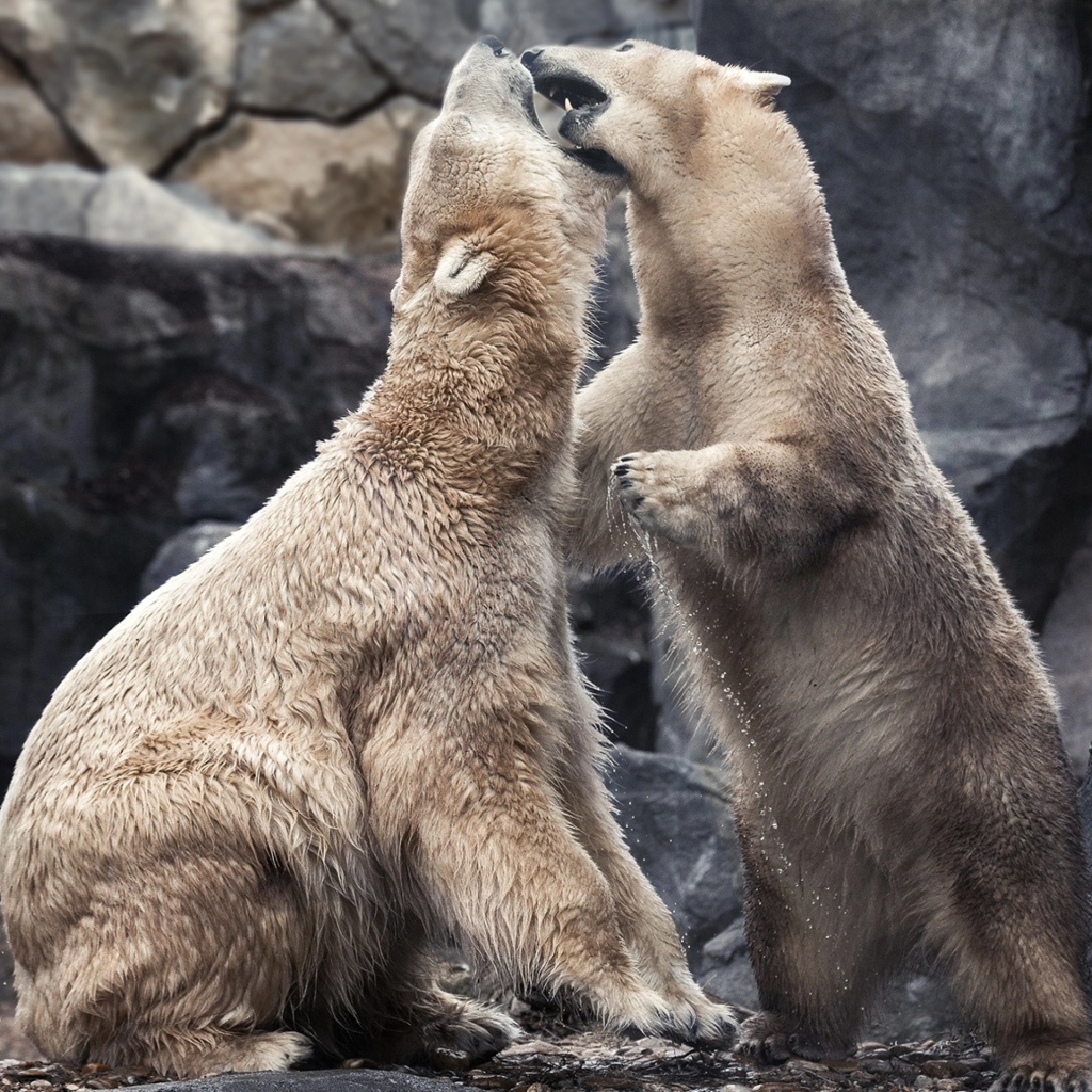 Два больших белых медведя дерутся