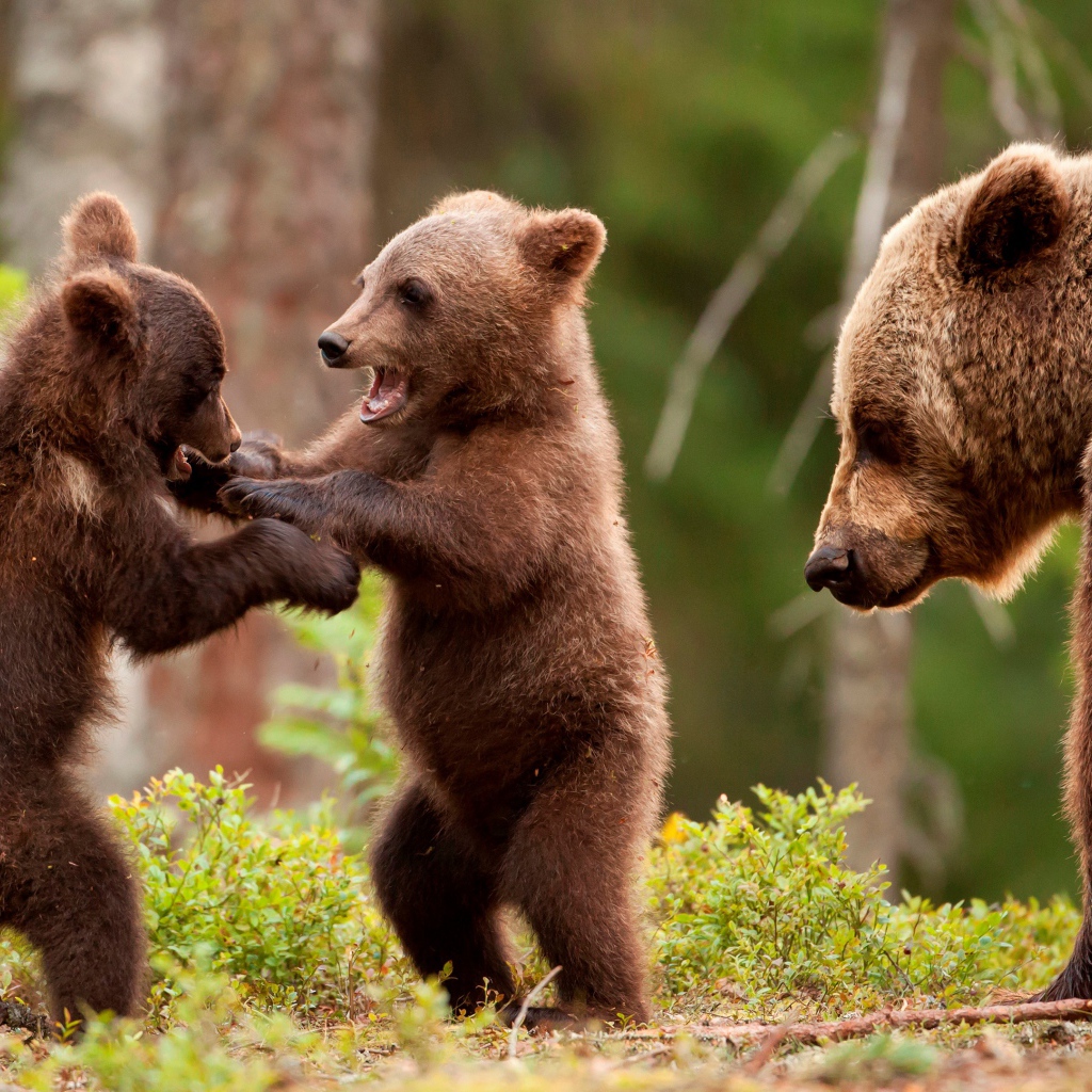 Два маленьких медвежонка с большой медведицей