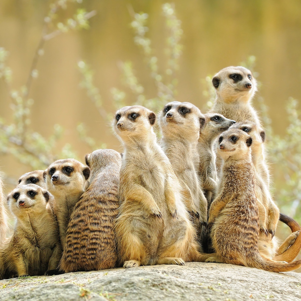 Много сурикатов сидит на камне