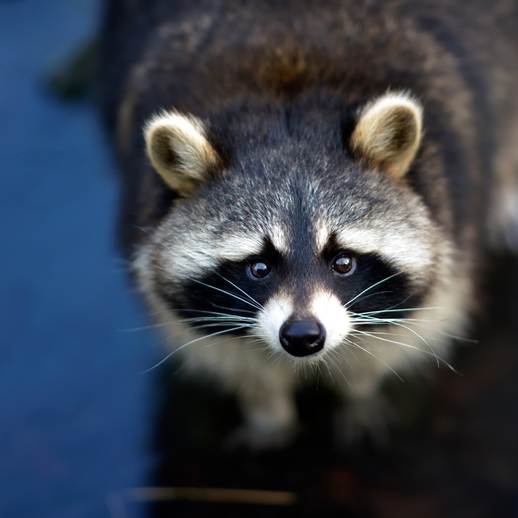 Любопытный енот с черным носом в воде