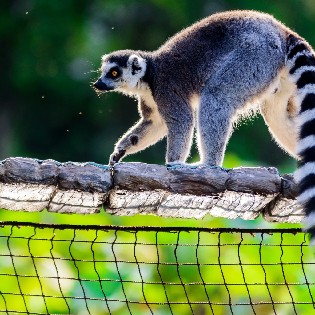 Лемур идет по деревянному мосту 