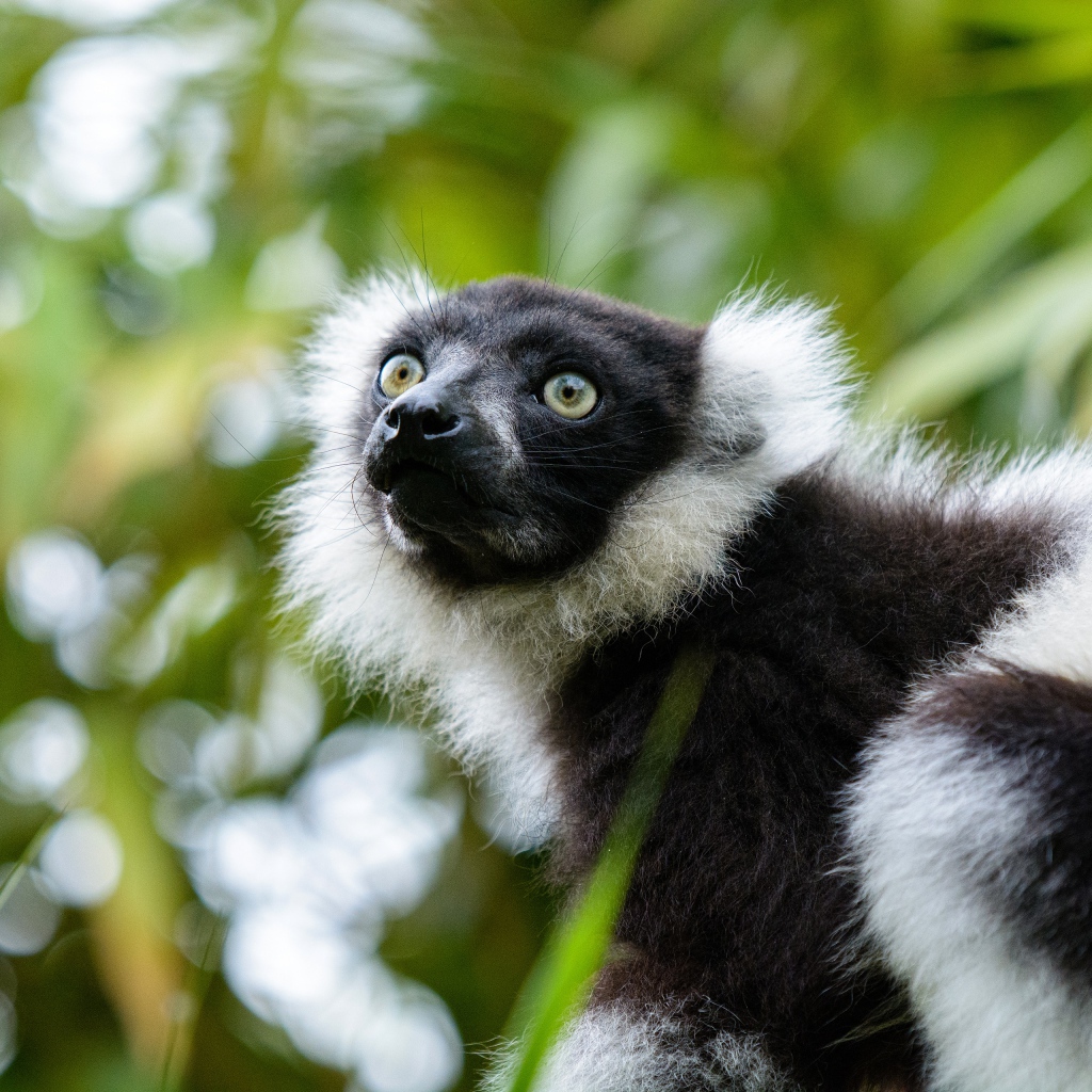 Лемур сидит на ветке дерева
