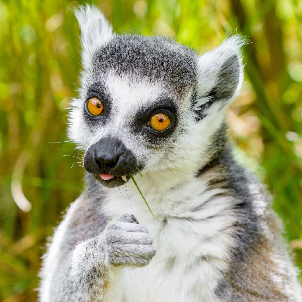 Лемур с желтыми глазами ест траву