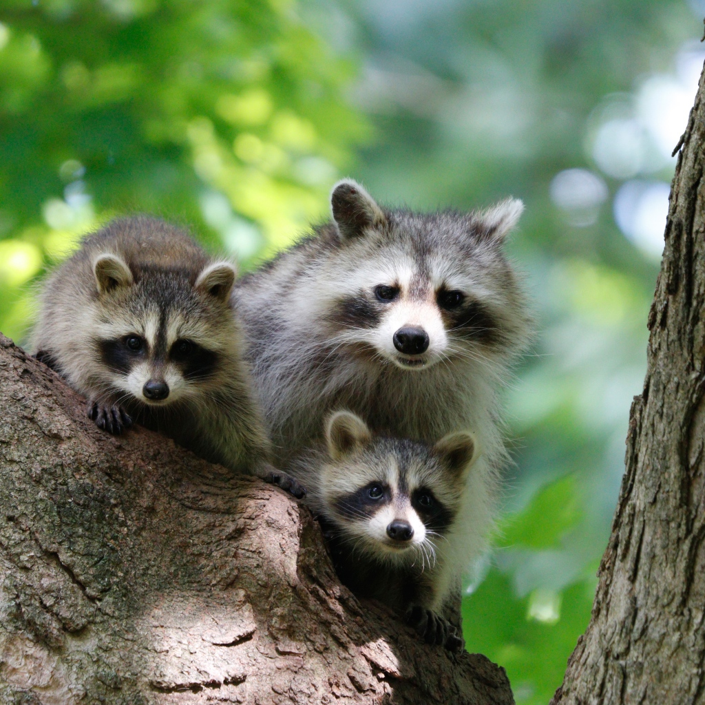 Три серых енота сидят на дереве 