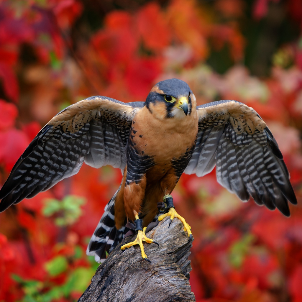 Красивый сокол сидит на дереве на фоне желтых листьев