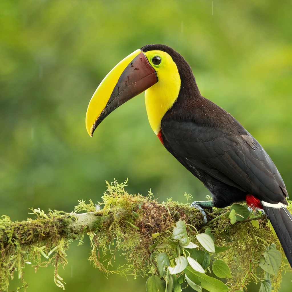 Большой тукан сидит на ветке дерева под каплями дождя