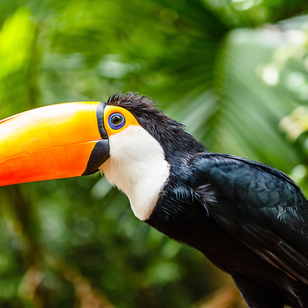 Большой тукан с длинным клювом сидит на ветке 