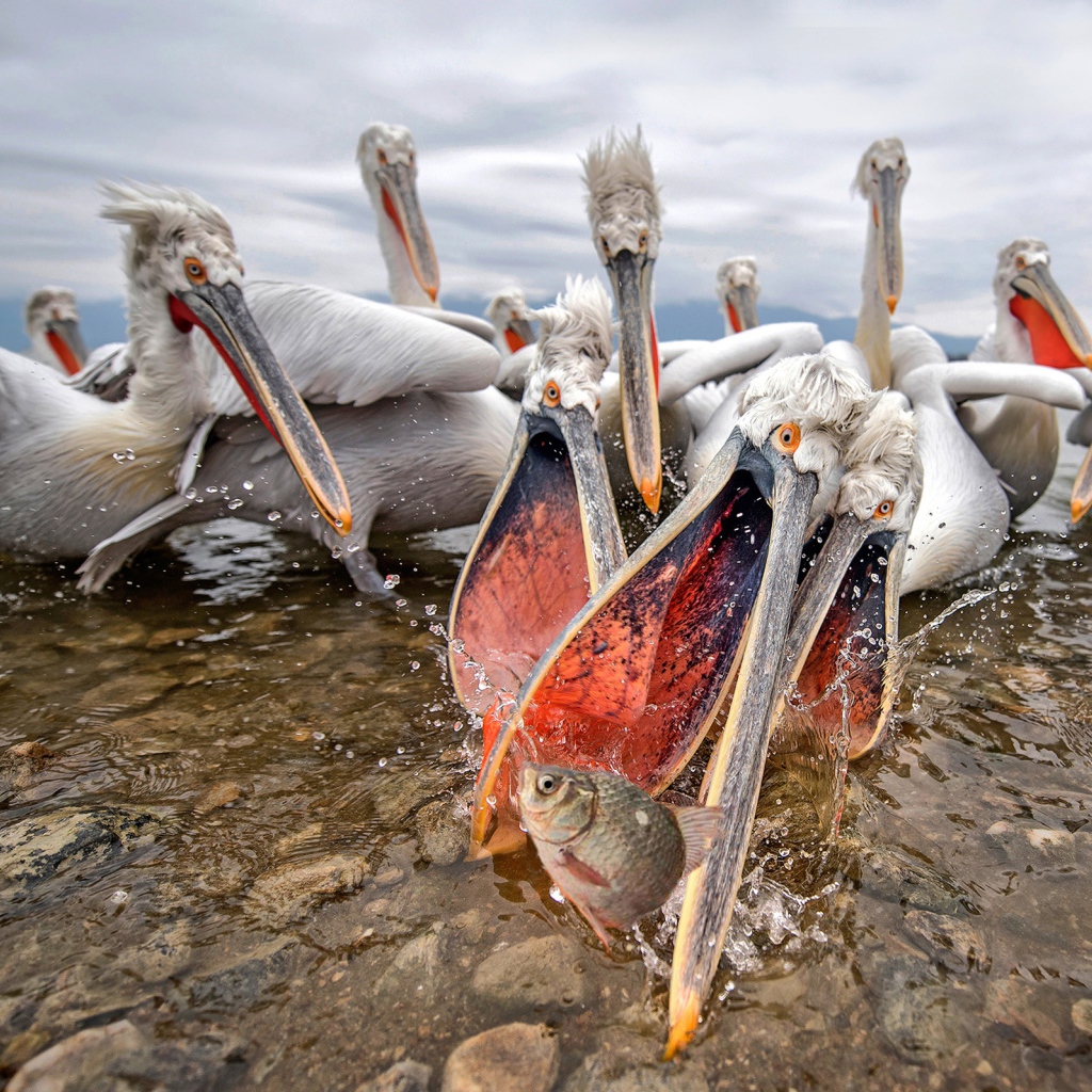 Стая пелинанов ловят рыбу