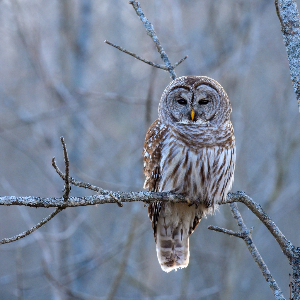Большая коричневая сова сидит на ветке