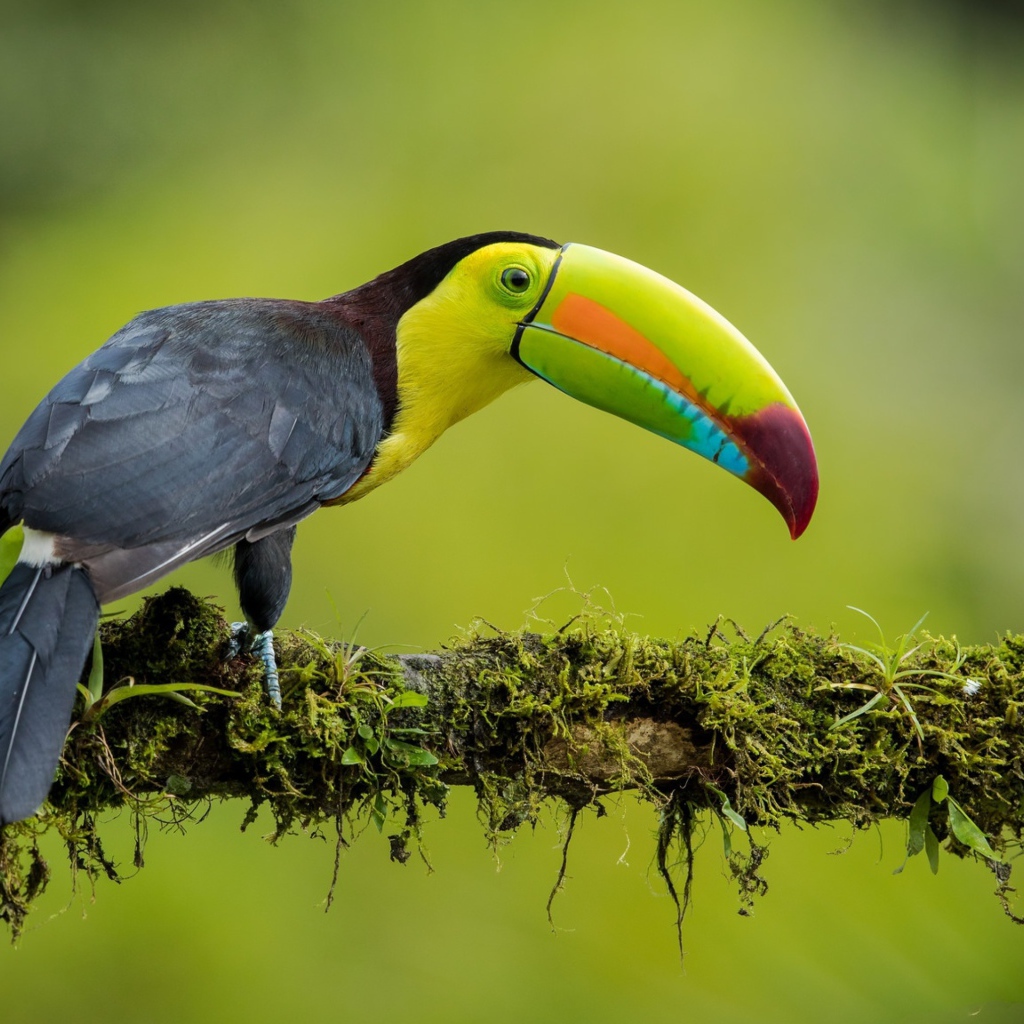 Разноцветный тукан сидит на ветке