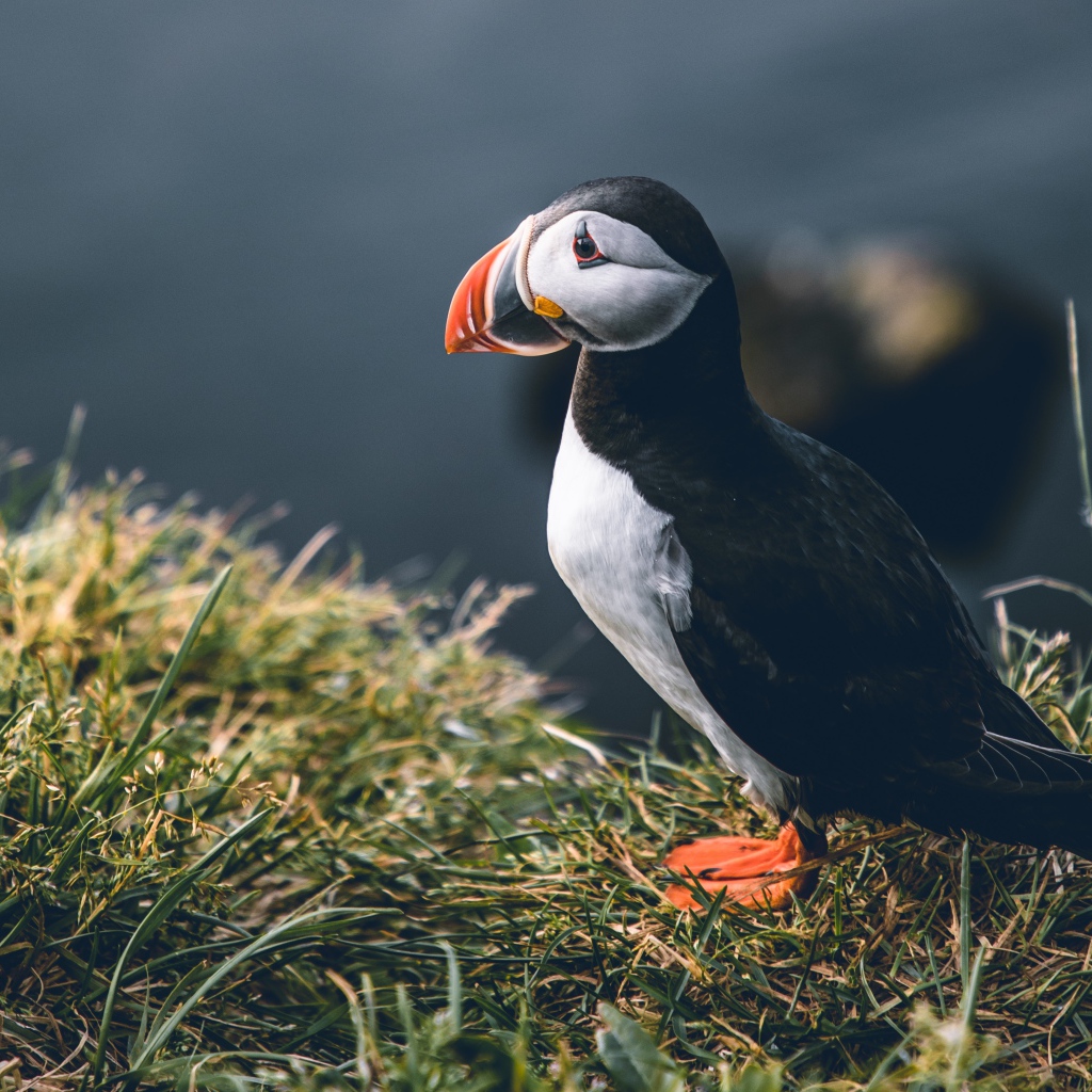 Грустный тупик стоит на траве