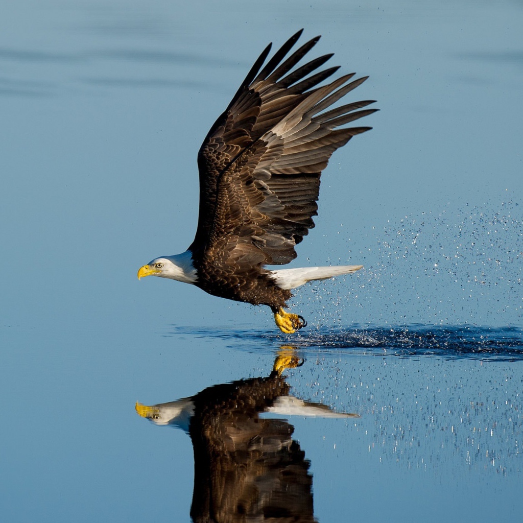 Белоголовый орлан летит над водой 